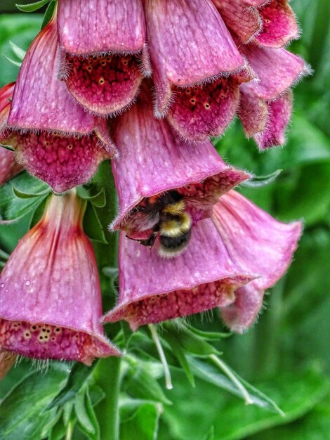 Photo vue rapprochée d'un bourdon sur une fleur