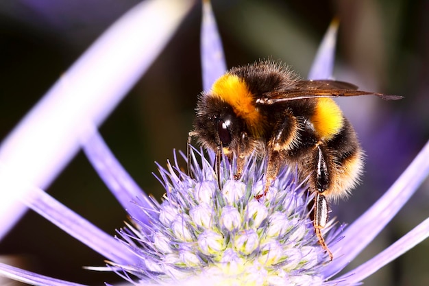 Vue rapprochée d'un bourdon en train de polliniser une fleur pourpre qui fleurit à l'extérieur