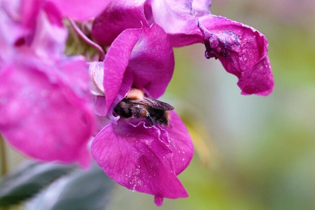 Vue rapprochée d'un bourdon en train de polliniser une fleur rose