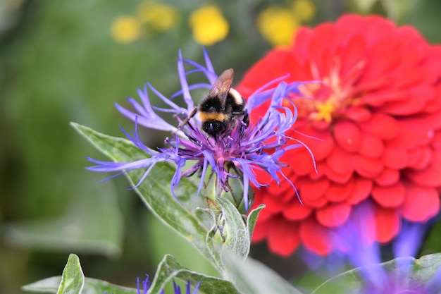 Photo vue rapprochée d'un bourdon en train de polliniser une fleur violette