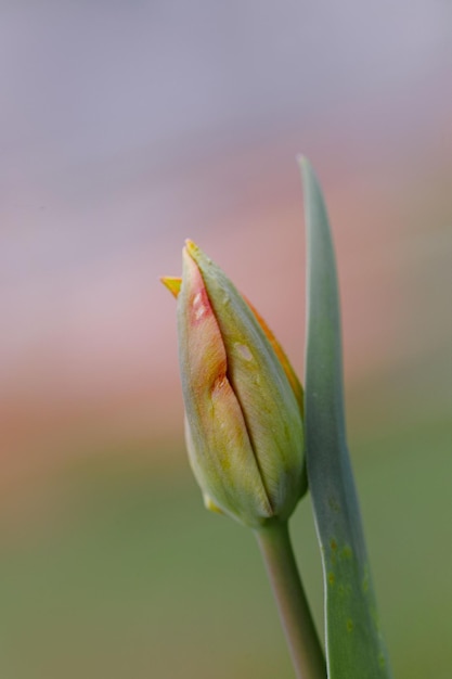 Vue rapprochée d'un bourgeon de fleur poussant à l'extérieur