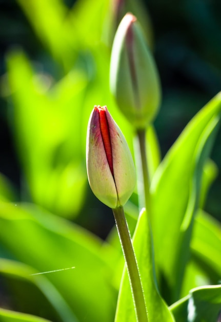 Vue rapprochée d'un bourgeon de fleur poussant à l'extérieur