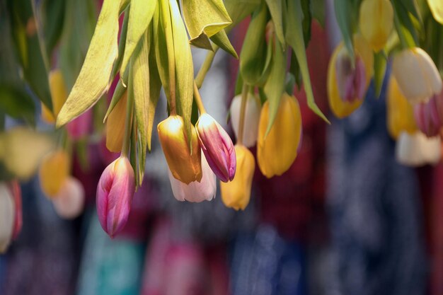 Photo vue rapprochée des bourgeons de fleurs multicolores