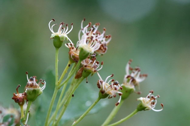 Vue rapprochée des bourgeons de fleurs qui poussent à l'extérieur