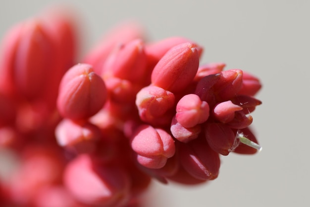 Photo vue rapprochée des bourgeons de fleurs rouges qui poussent à l'extérieur