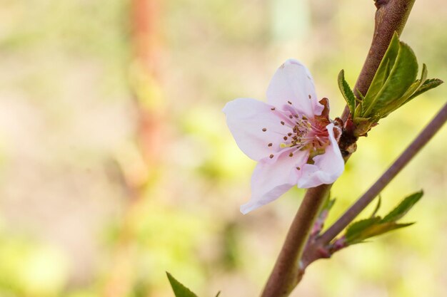 Vue rapprochée de la branche de pêcher dans la période de floraison printanière en arrière-plan flou