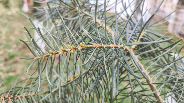 Vue rapprochée d'une branche d'un pin bleu