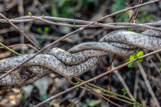 Photo vue rapprochée d'une branche sèche dans la forêt