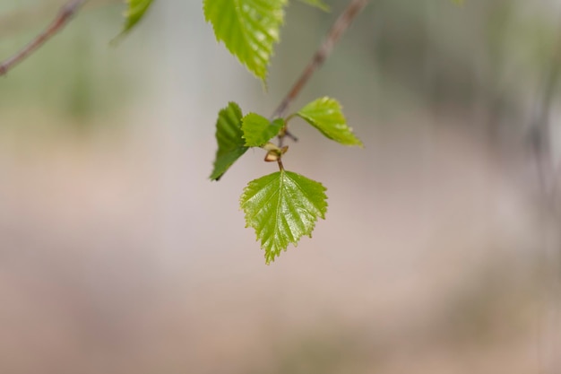 Vue rapprochée des branches de bouleau avec de jeunes feuilles vertes