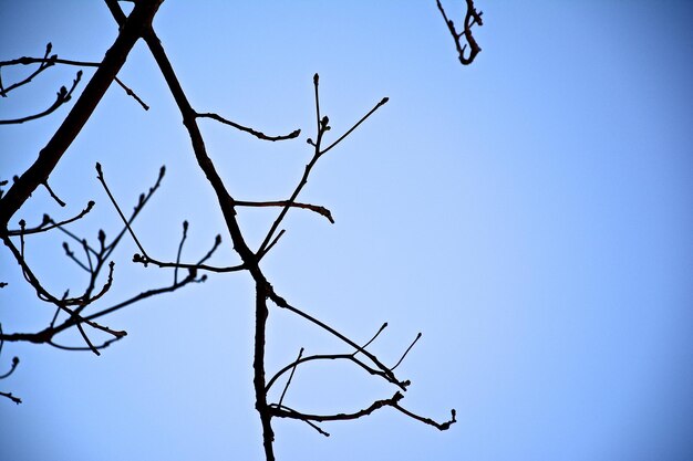 Photo vue rapprochée des branches nues sur un ciel bleu clair