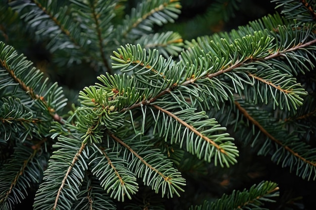 Vue rapprochée des branches de pin vert