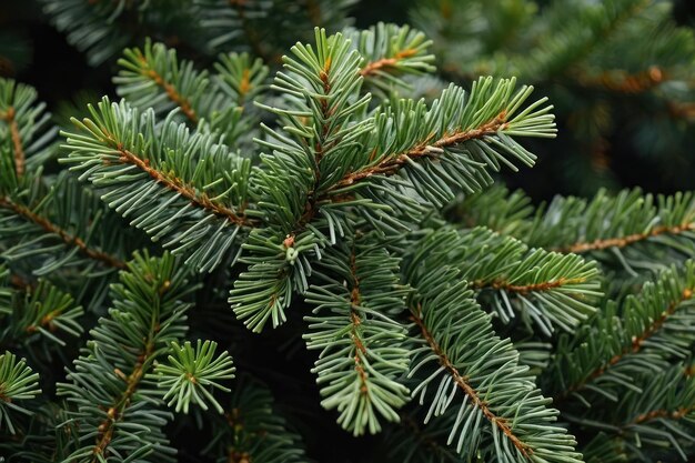 Vue rapprochée des branches de pin vert