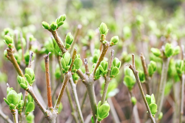 Vue rapprochée sur les branches printanières avec de jeunes petites feuilles vertes et des bourgeons.