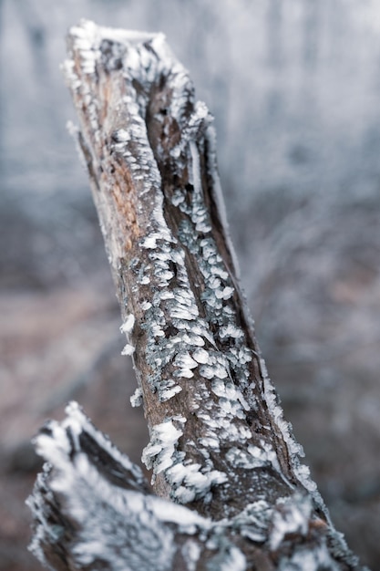 Vue rapprochée d'une bûche sur le tronc d'un arbre en hiver