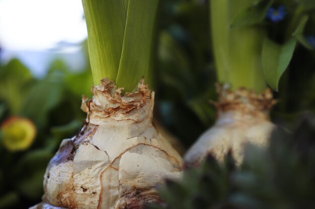 Vue rapprochée d'un bulbe de fleur