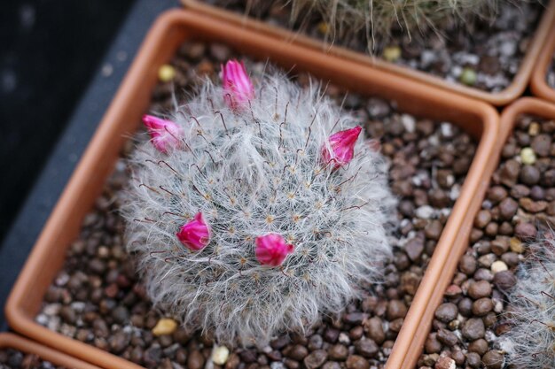 Vue rapprochée d'un cactus en pot