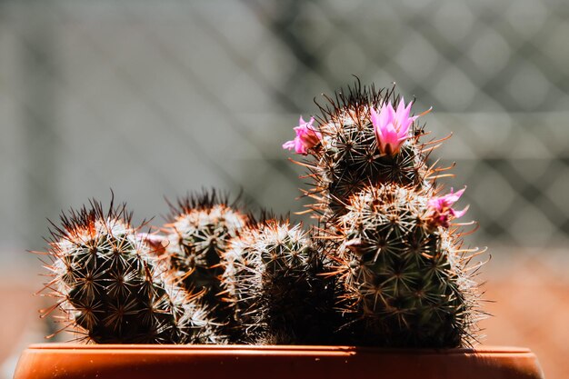 Photo vue rapprochée d'un cactus en pot