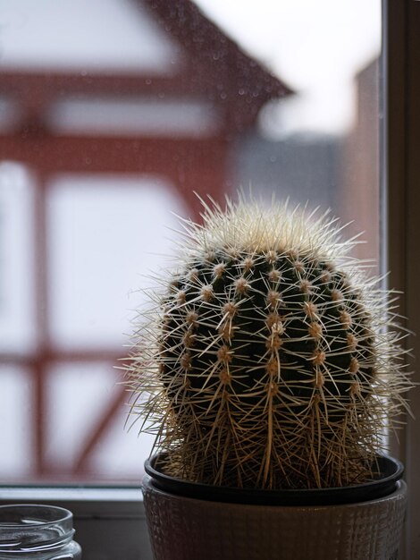 Photo vue rapprochée d'un cactus en pot