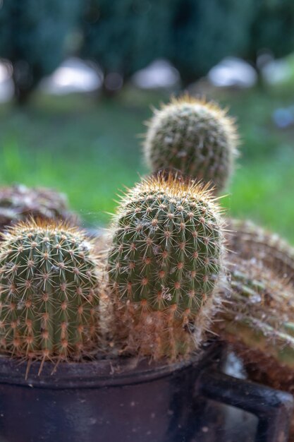 Photo vue rapprochée d'un cactus qui pousse dans le champ