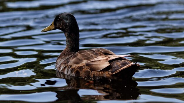 Photo vue rapprochée d'un canard nageant dans l'eau