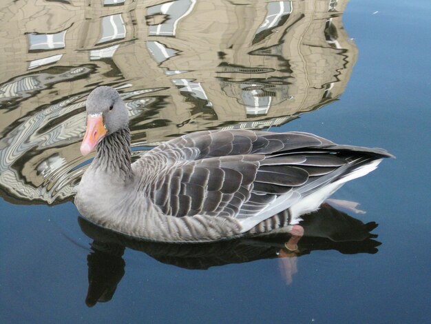 Vue rapprochée d'un canard nageant sur un lac