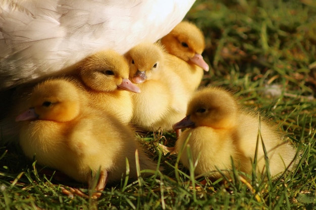 Photo vue rapprochée des canards dans l'herbe