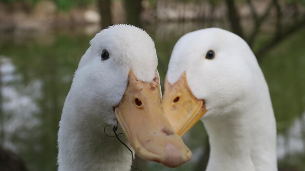 Vue rapprochée des canards à l'extérieur