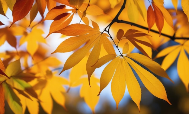 Une vue rapprochée capturant la beauté du feuillage d'automne