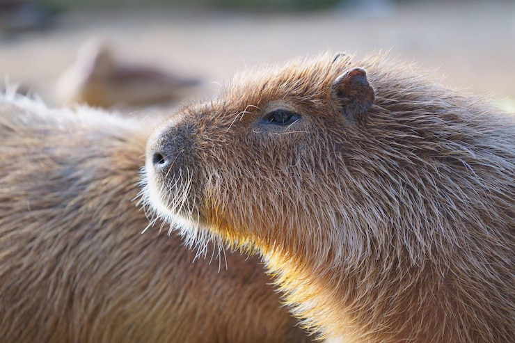 Photo vue rapprochée d'un capybara