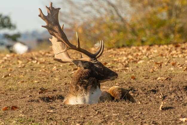 Vue rapprochée d'un cerf assis sur la terre ferme