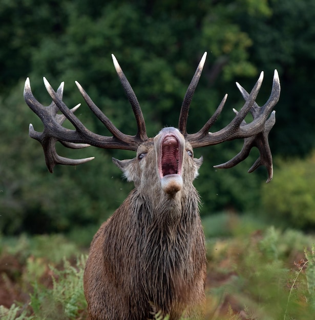 Photo vue rapprochée d'un cerf sur le champ