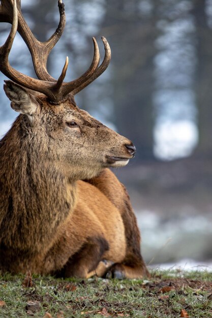 Photo vue rapprochée d'un cerf sur le champ