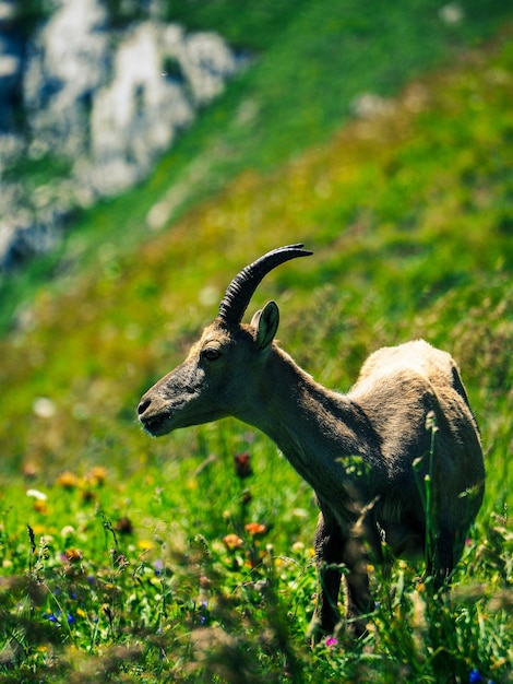 Photo vue rapprochée d'un cerf sur le champ