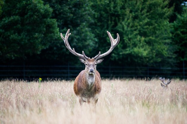 Photo vue rapprochée d'un cerf sur le paysage