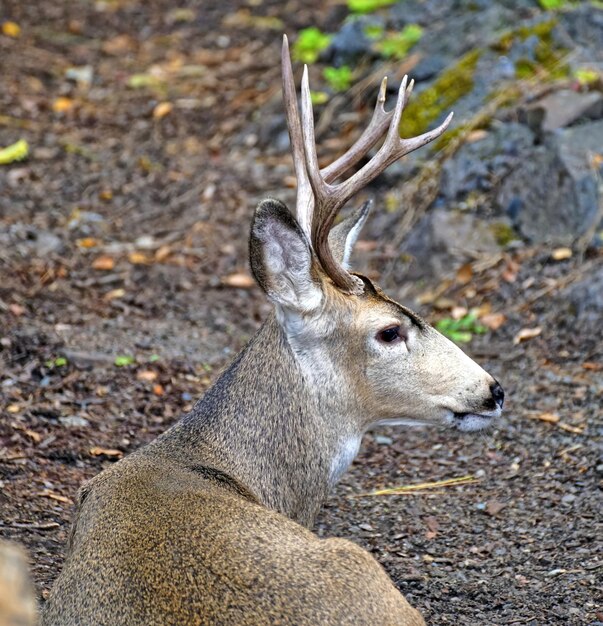 Photo vue rapprochée d'un cerf sur terre