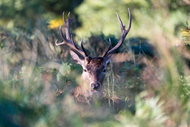 Vue rapprochée des cerfs par des plantes dans la forêt