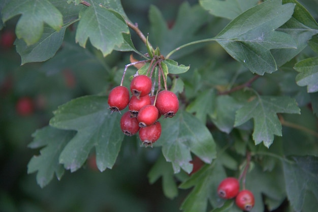 Vue rapprochée des cerises accrochées à une plante