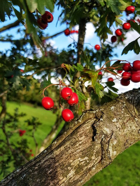 Vue rapprochée des cerises sur l'arbre