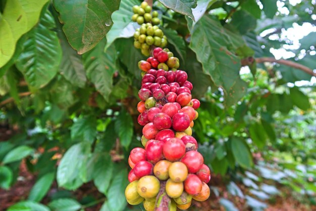 Vue rapprochée des cerises de café sur l'arbre