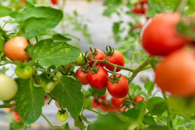 Photo vue rapprochée des cerises sur la plante