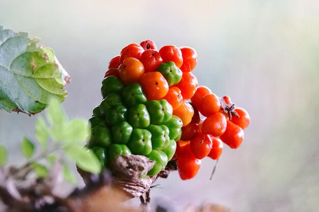 Photo vue rapprochée des cerises sur la plante