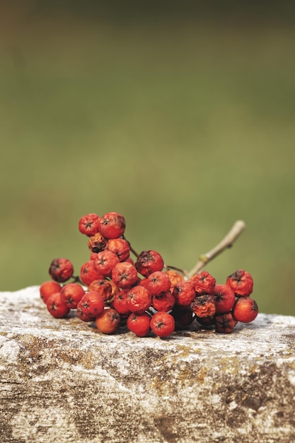 Photo vue rapprochée des cerises