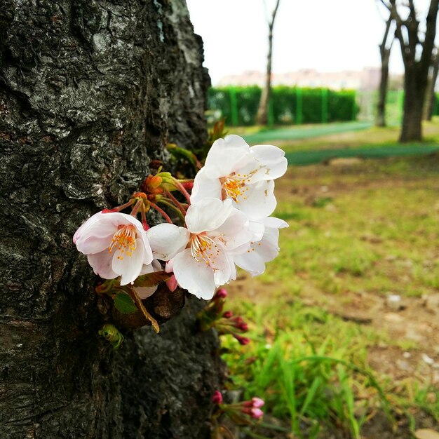 Vue rapprochée des cerisiers en fleurs sur le champ