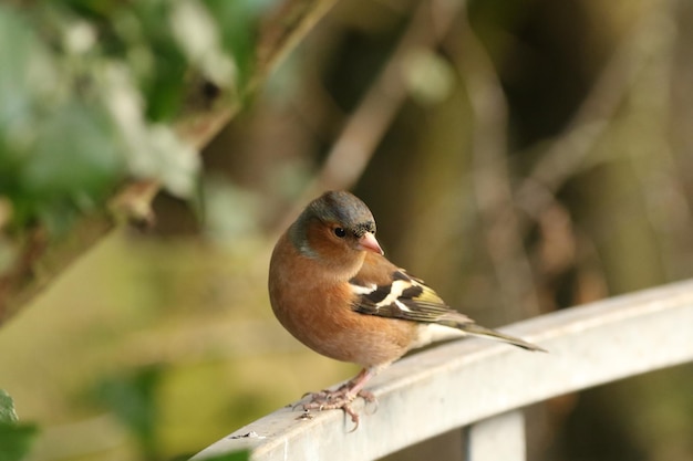 Photo vue rapprochée d'un chaffinch perché sur une balustrade