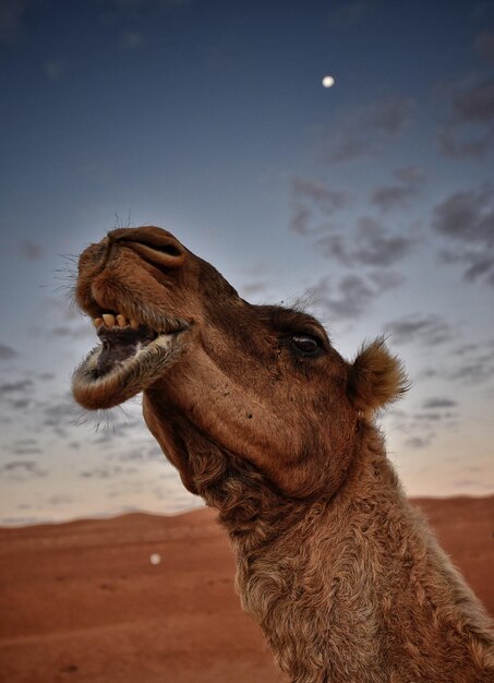 Photo vue rapprochée d'un chameau dans le désert