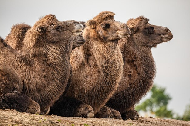 Photo vue rapprochée des chameaux bactriens reposant sur le sol