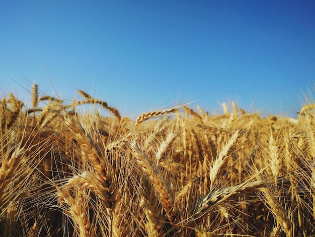 Vue rapprochée d'un champ de blé contre un ciel bleu clair