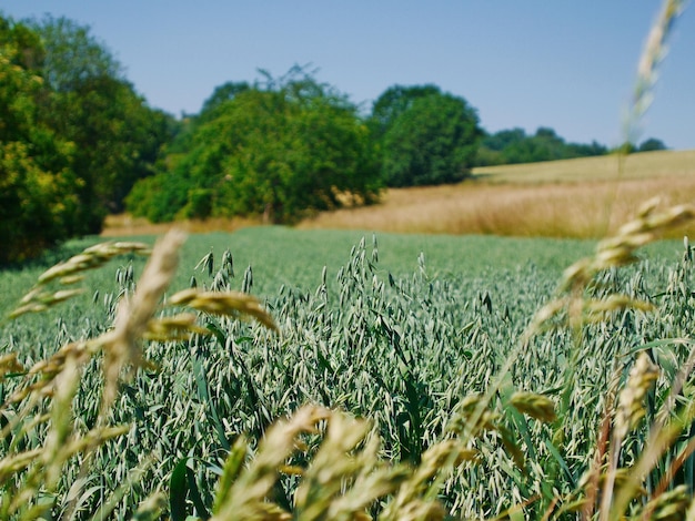 Photo vue rapprochée d'un champ de blé contre le ciel