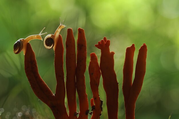 Photo vue rapprochée d'un champignon avec un escargot