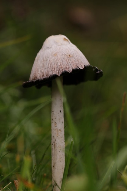 Photo vue rapprochée d'un champignon sur l'herbe
